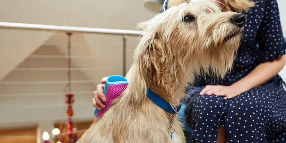 Caring Dog